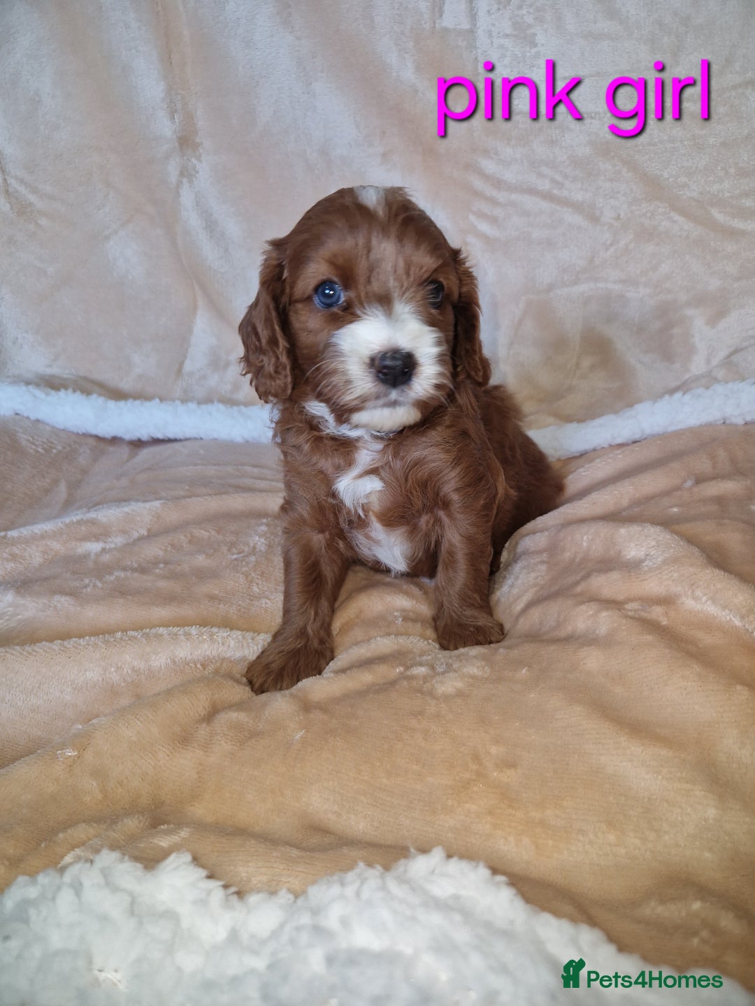 Cavapoo dogs for sale: Beautiful F1 cavapoo puppies - Image 1