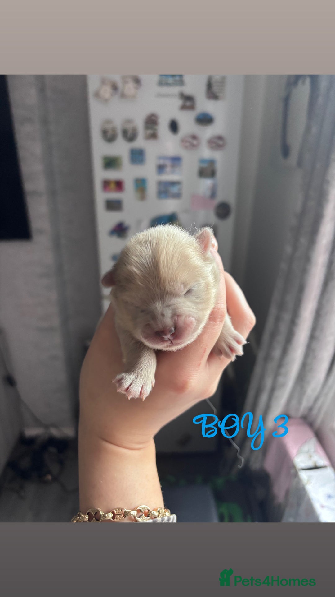 Mixed Breed dogs for sale: Chowpom puppies - Advert 12