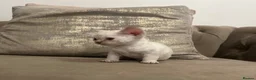Devon Rex cats for sale: Beautiful GCCF Registered Devon Rex Kittens - Advert 9
