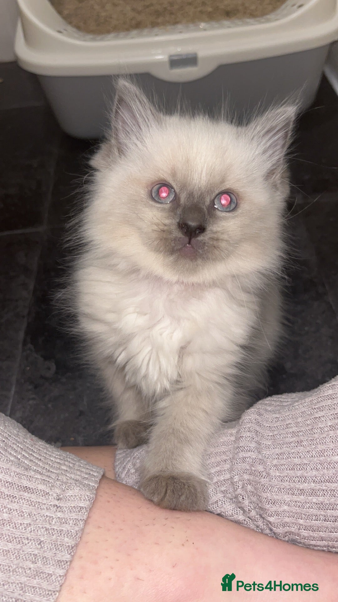 Ragdoll cats for sale: Beautiful ragdoll kittens all male  - Advert 16