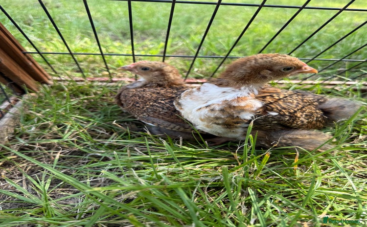 Chickens poultry - Advert 3