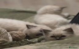 Ragdoll cats for sale: Ragdoll kittens blue mitted  - Image 9