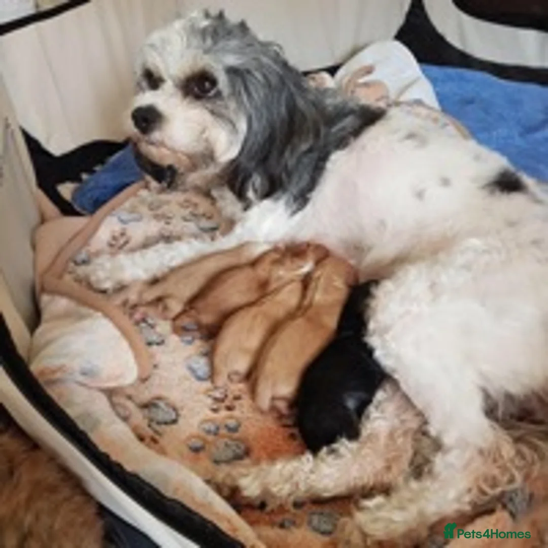 Cavapoo dogs for stud: F1 PROVEN Toy Cavapoo DNA Clear stud in Stafford - Advert 18