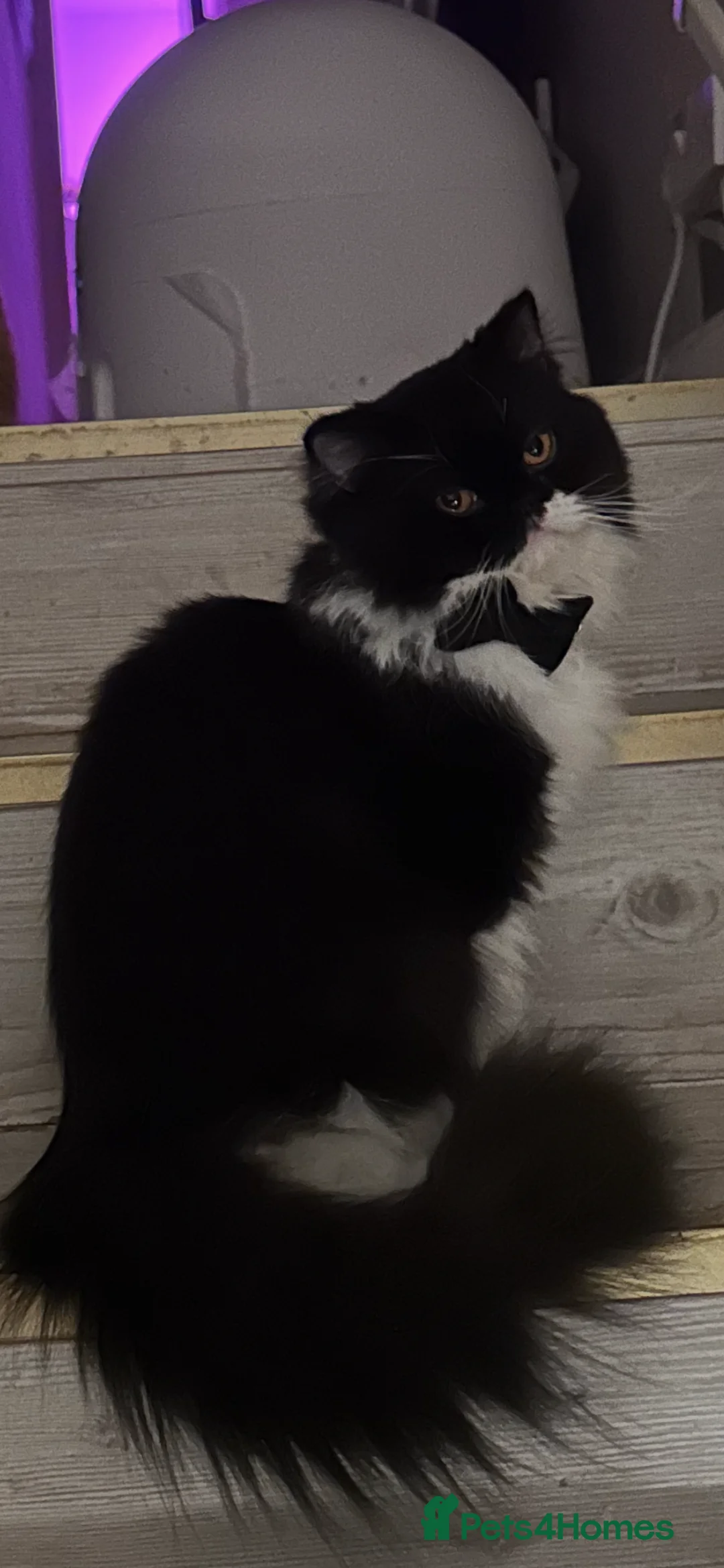 Persian cats for sale: 2 Persian boys  - Advert 2