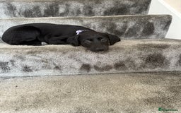 Mixed Breed dogs for sale: Lurcher puppies  - Image 4