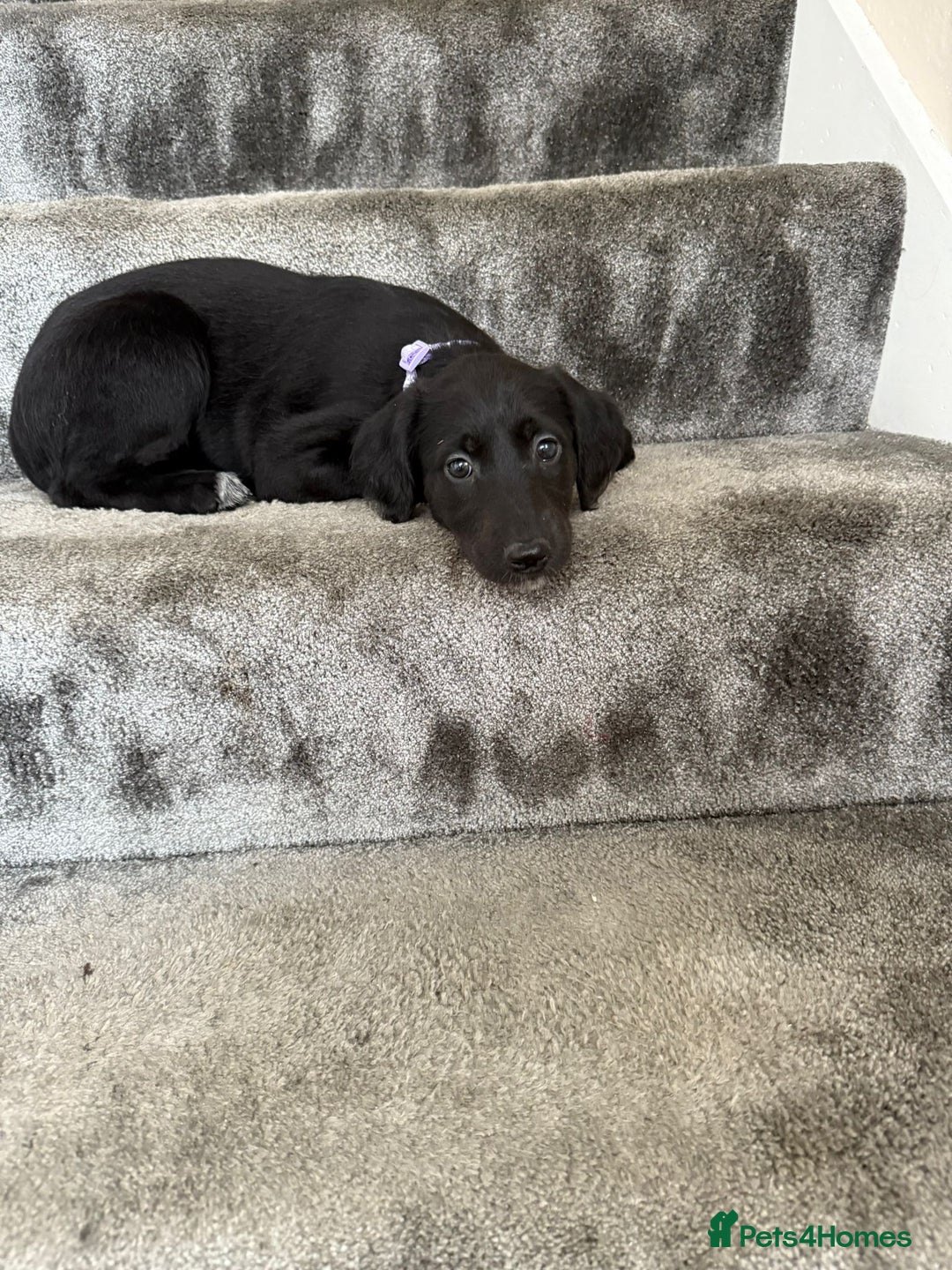 Mixed Breed dogs for sale: Lurcher puppies  - Image 4
