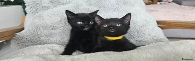 Russian Blue 2