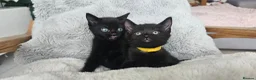 Russian Blue cats for sale: Gorgeous pure black kittens / mum is Russian Blue - Advert 6