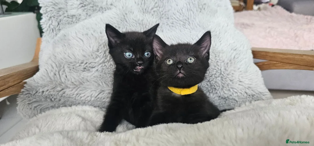 Russian Blue cats for sale: Gorgeous pure black kittens / mum is Russian Blue - Advert 6