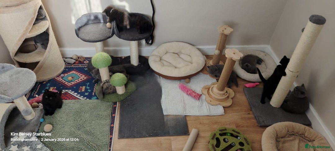 British Shorthair cats for sale: GCCF Reg pedigree Blue and Black Kittens  - Advert 7