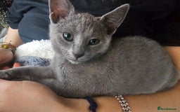 Russian Blue cats for sale: **TICA full pedigree Russian Blue kittens - Image 6