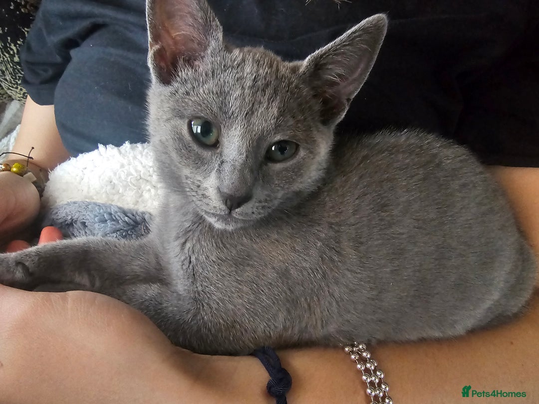 Russian Blue cats for sale: **TICA full pedigree Russian Blue kittens - Image 6