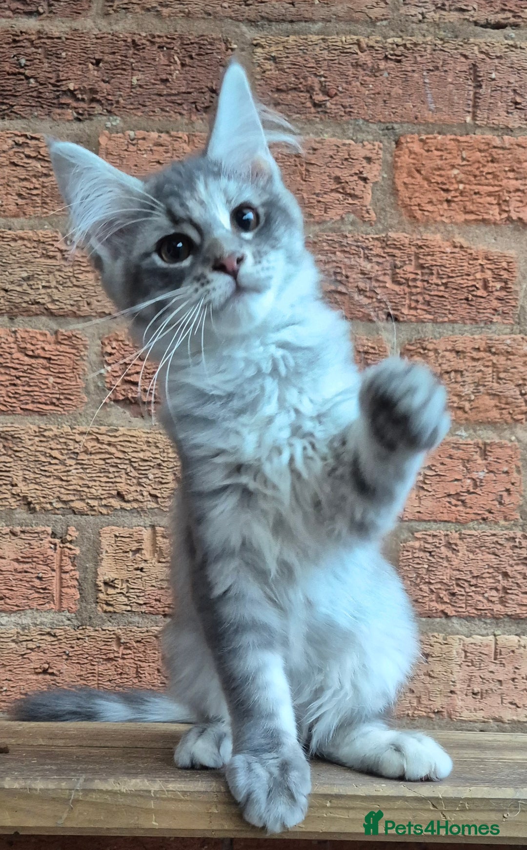 Maine Coon cats for sale: 2 Boys 3 girls Maine Coones kittens - Advert 36