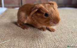 Guinea Pig rodents for sale: Beautiful pet guinea pigs available  - Image 2