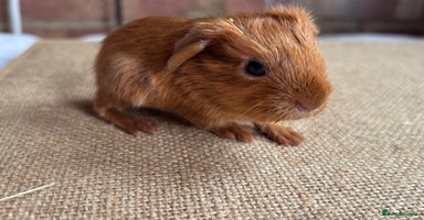 Guinea Pig rodents - Advert 6