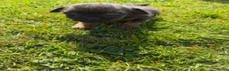Border Terrier dogs for sale: Border terrior puppy’s  - Advert 7