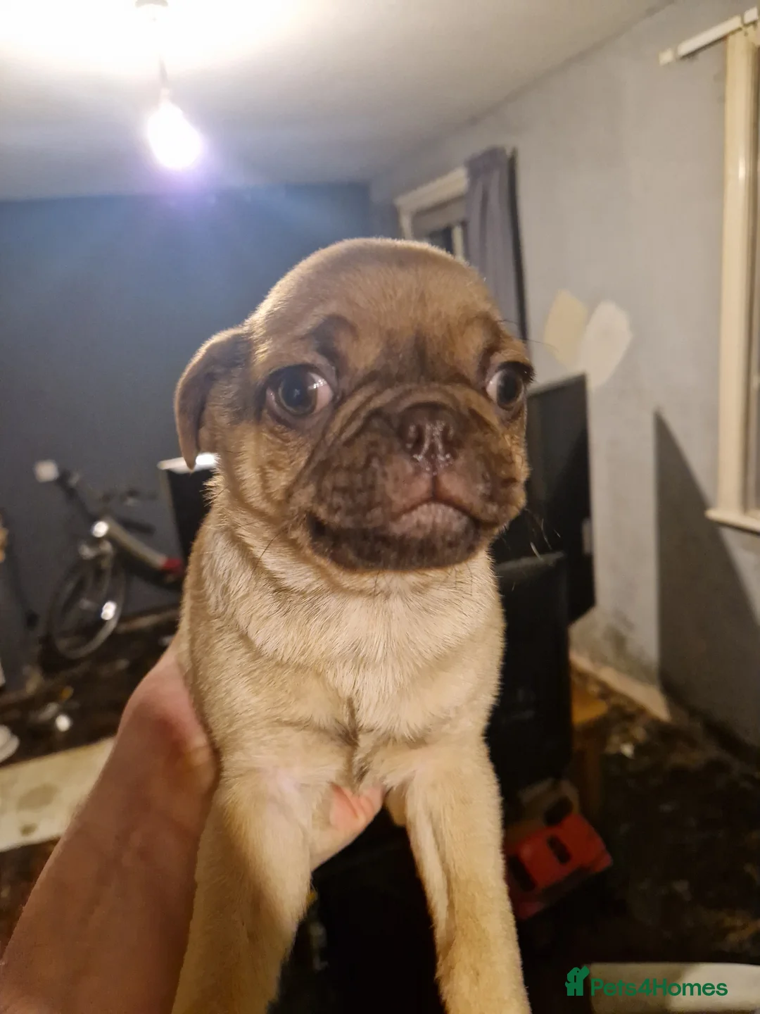 Pug dogs for sale: 5 Pug Puppies for sale - Advert 12