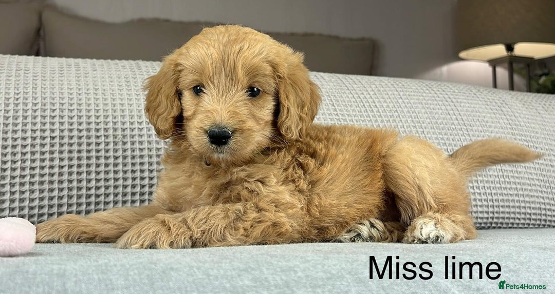 Goldendoodle dogs for sale: Hereditary clear mum. Fully hip elbow and DNA Dad. - Image 10