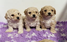 Poochon dogs for sale: 💥STUNNING H/TESTED F1 POOCHON PUPPIES FOR SALE💥 - Image 1