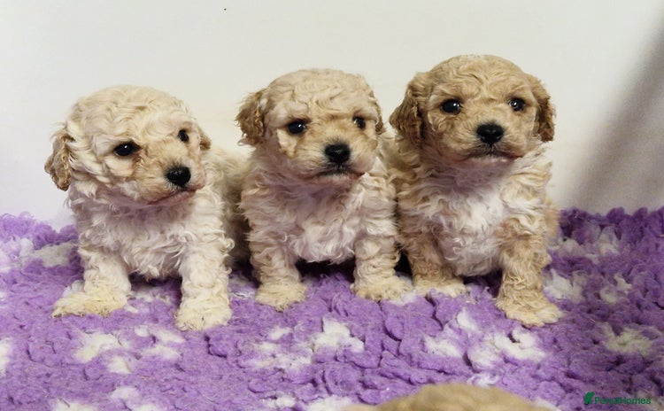 Poochon dogs - Advert 1