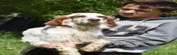 English Setter dogs for adoption: Roky  in Penryn - Advert 5