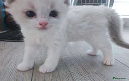 Ragdoll cats for sale: Pure Ragdoll Kittens (2 Male, 2 Female) - Image 6