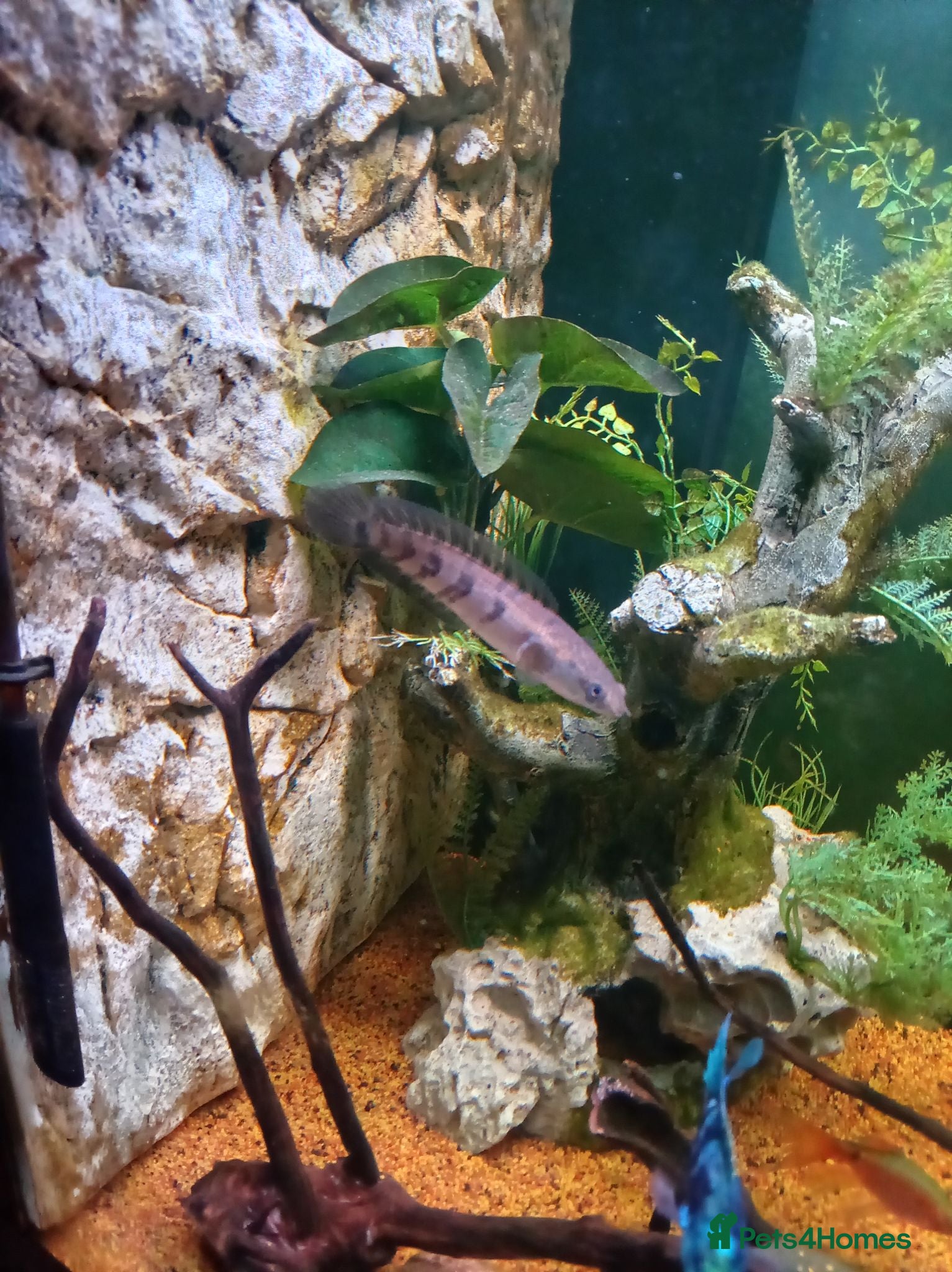 Cichlids fish Emperor snakehead channa perfect specimen - Advert 1