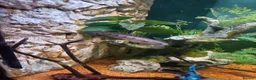Cichlids fish for sale: Emperor snakehead channa perfect specimen - Advert 1