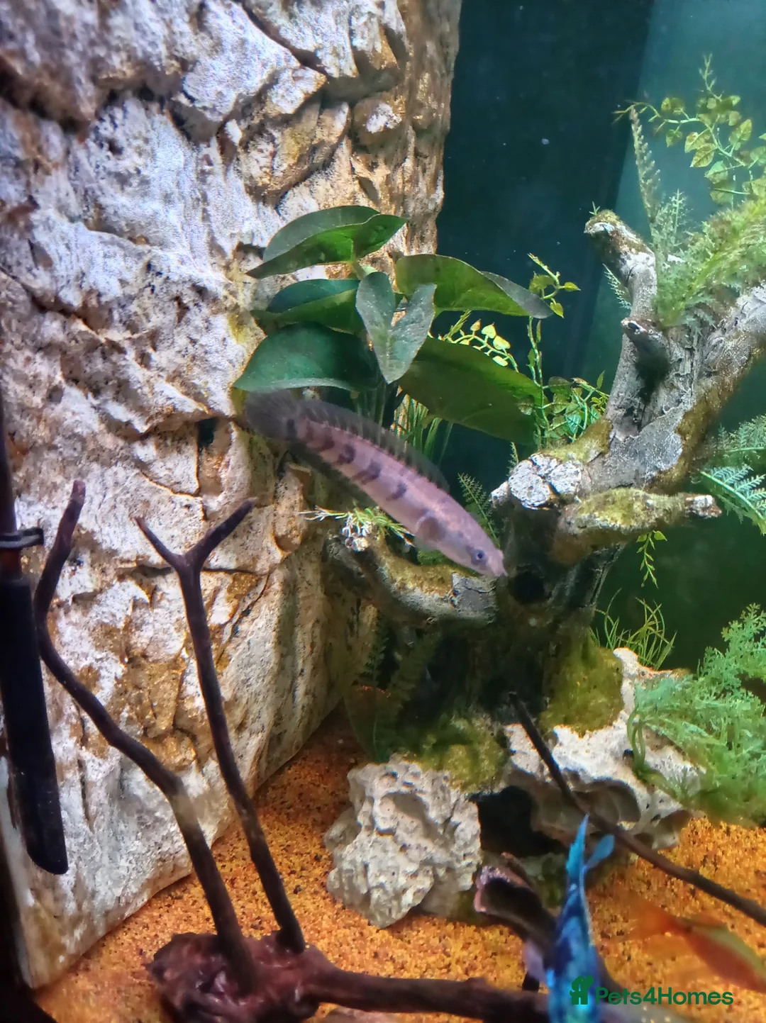 Cichlids fish for sale: Emperor snakehead channa perfect specimen - Advert 1