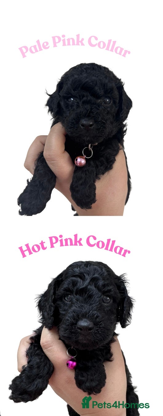 Cockapoo dogs 💕 Mirabelle’s little beauties 💕  - Advert 18