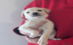 Labrador Retriever dogs for sale: KC Reg many Champion lines Drakeshead in pedigree  - Image 4