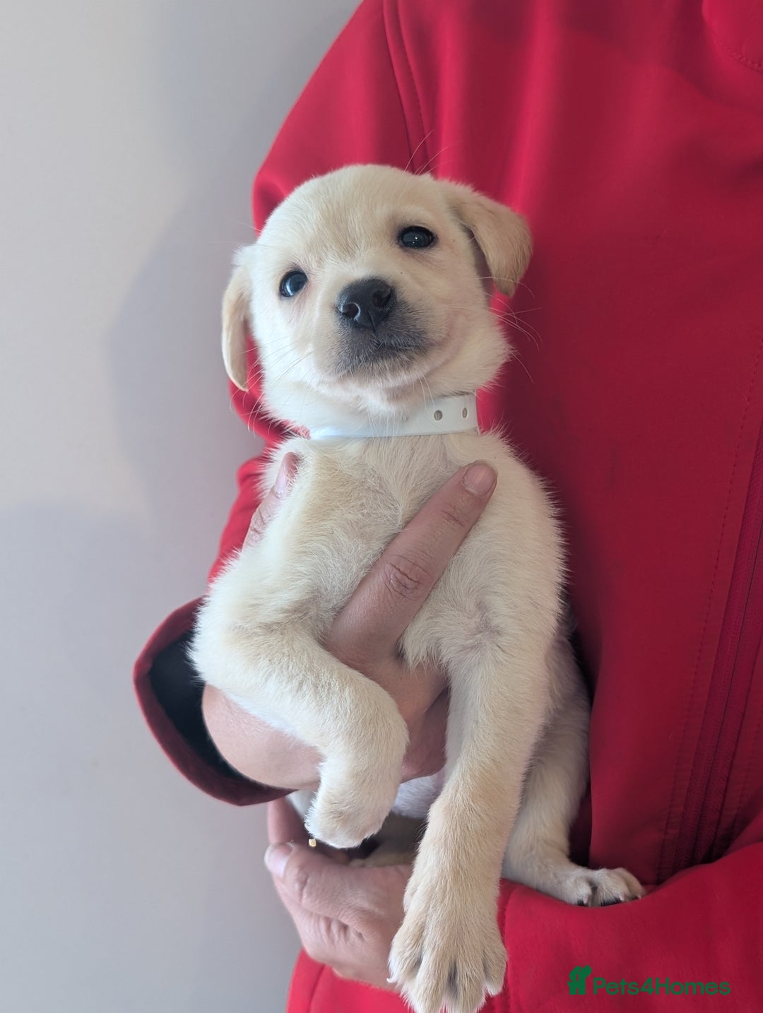 Labrador Retriever dogs for sale: KC Reg many Champion lines Drakeshead in pedigree  - Image 4