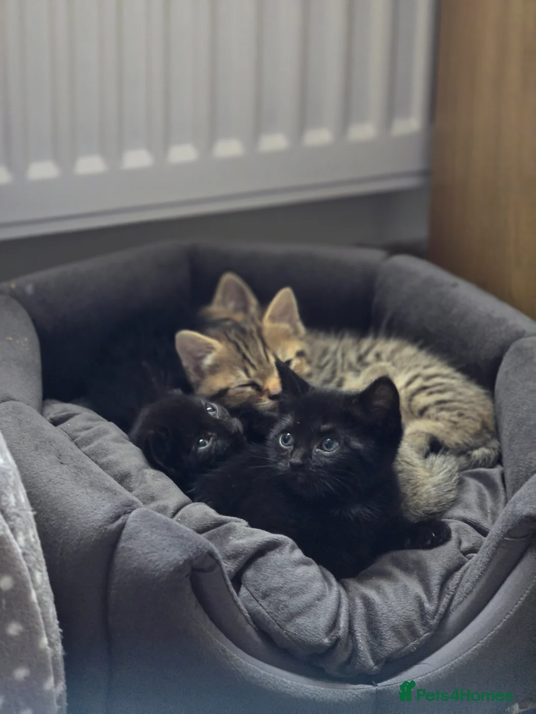 Mixed Breed cats for sale: 5 Beautiful kittens tabby and black - Advert 2
