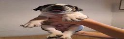 Mixed Breed dogs for sale: Rare BULL HERDER Puppies for sale  - Advert 7