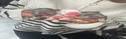 French Bulldog dogs for sale: Beautiful French Bulldog Puppies  in Welling - Advert 8