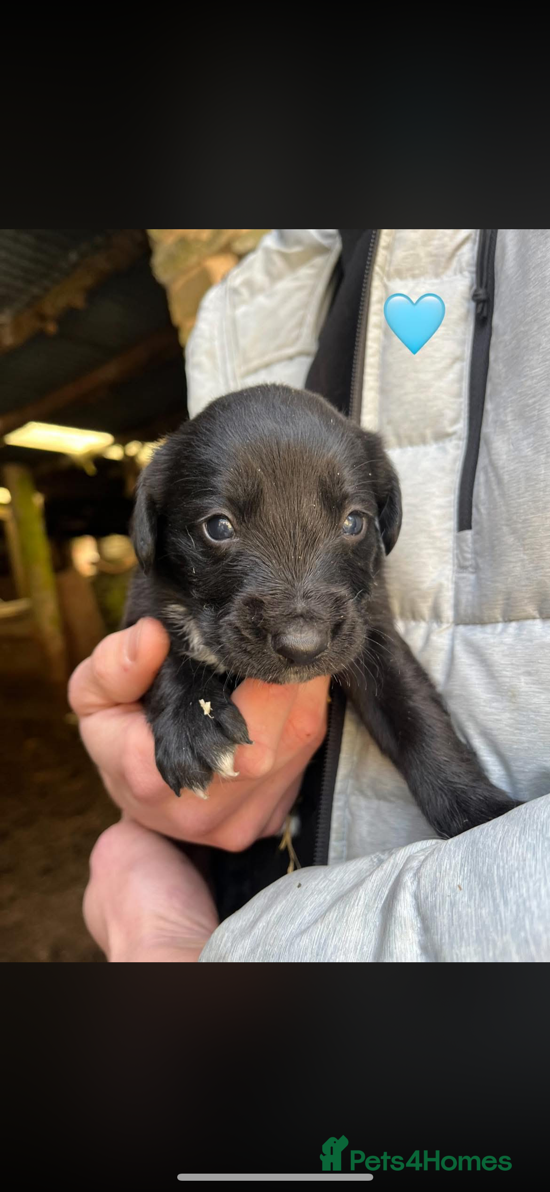 Sprollie dogs for sale: Sprollie puppies  - Advert 2