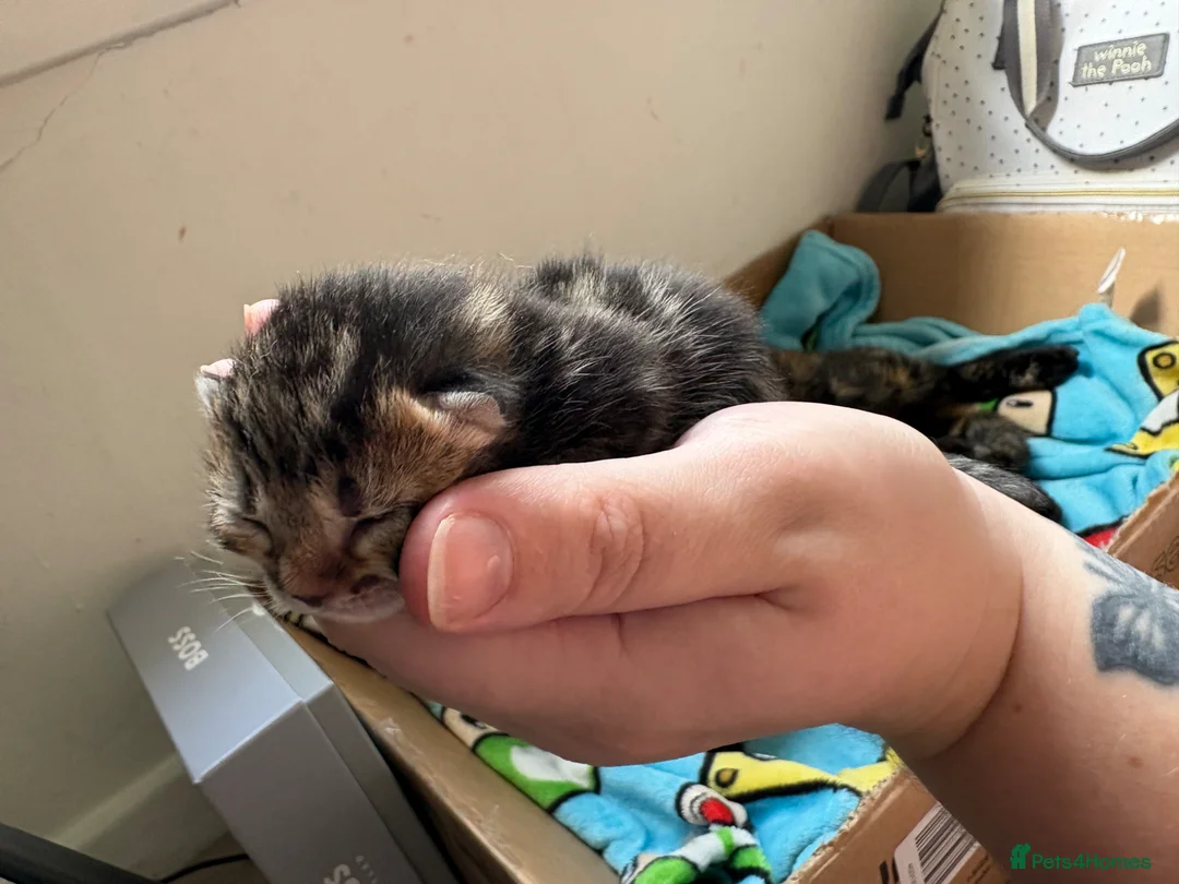 Mixed Breed cats for sale: 3 gorgeous kittens  - Advert 8