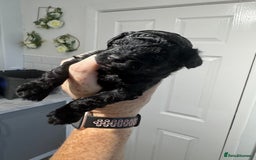 Yorkiepoo dogs for sale: 5 beautiful yorkiepoo baby’s  - Image 7