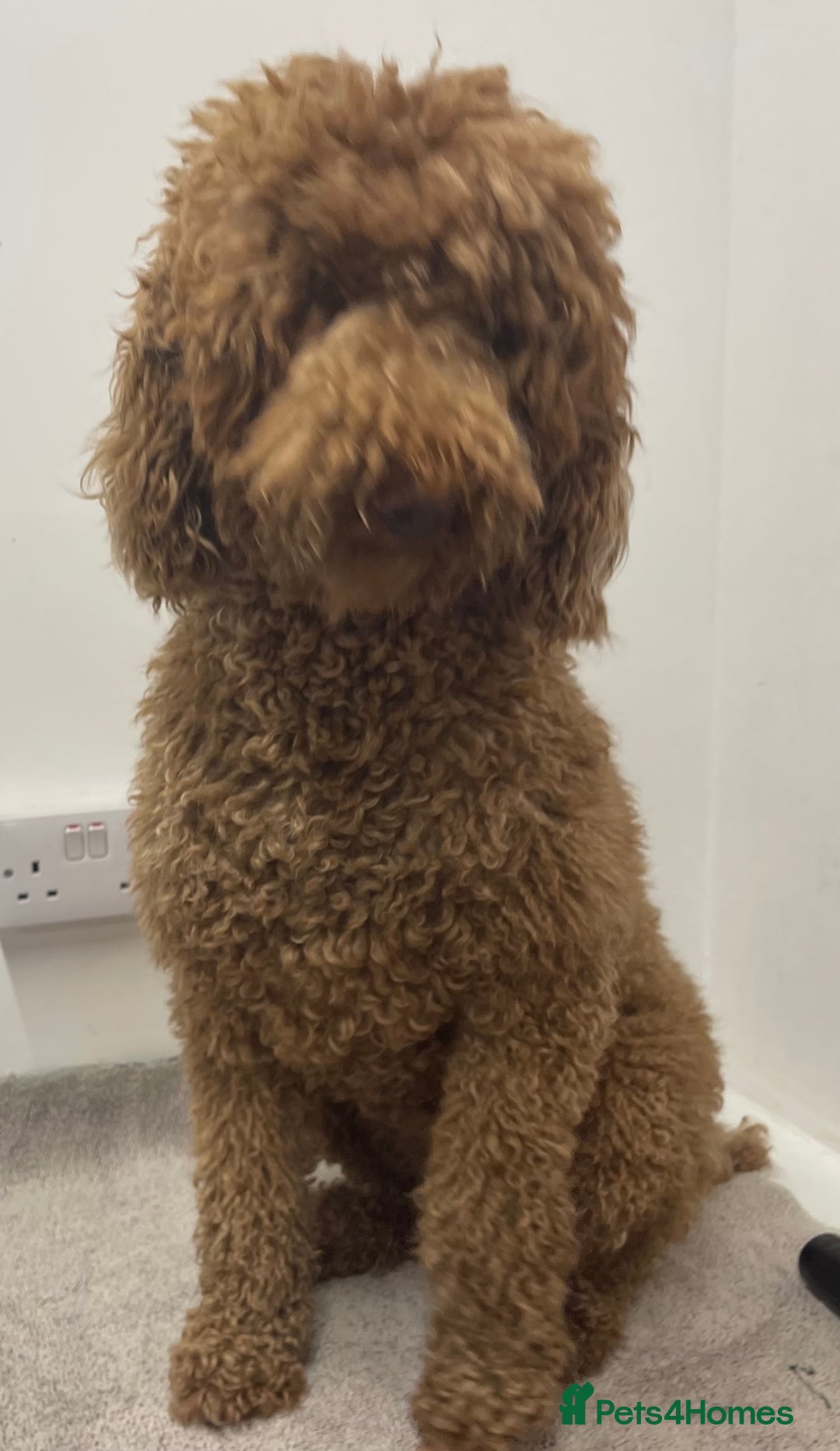 Goldendoodle dogs for sale: Goldendoodles Pups  - Advert 3