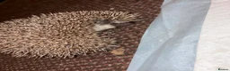 Pygmy Hedgehog rodents for sale: Breeding Pair Pygmy Hedgehogs Emergency Rehoming - Advert 7