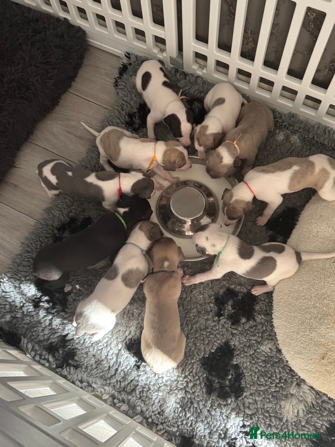 Whippet dogs for sale: KC Whippet puppies only 2 boys left  - Advert 5