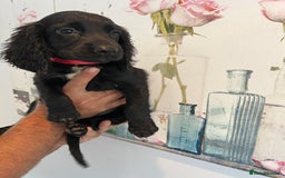 Cocker Spaniel dogs for sale: Fully health tested/champion bloodlines - Image 9
