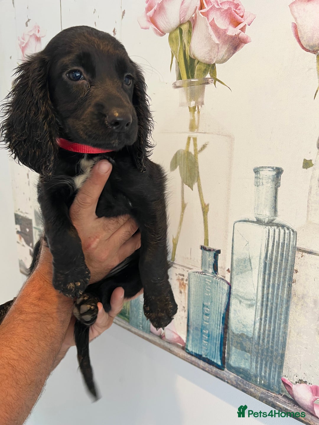 Cocker Spaniel dogs for sale: Fully health tested/champion bloodlines - Image 9