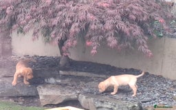 Labrador Retriever dogs for sale: Beautiful Labrador Puppies **READY NOW** - Image 15