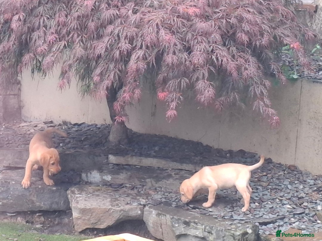 Labrador Retriever dogs for sale: Beautiful Labrador Puppies **READY NOW** - Image 15