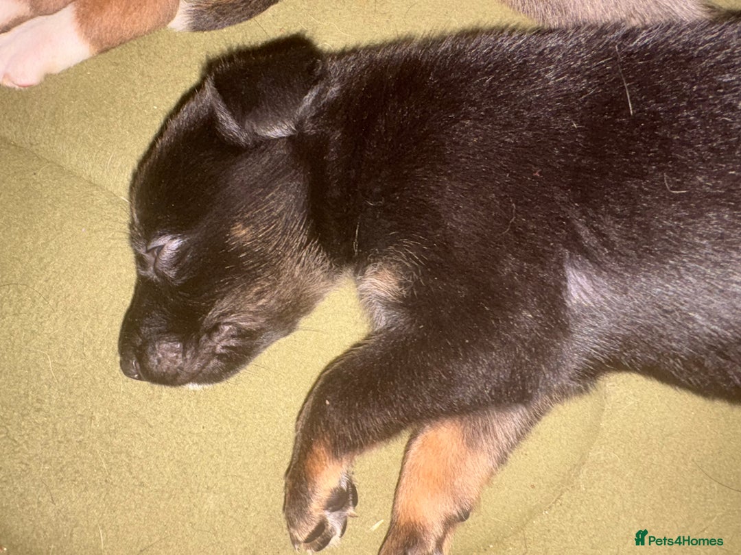 Mixed Breed dogs for sale: Lurcher x German Shepard puppies forsale - Image 24