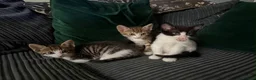 Bengal cats for sale:   😻  Adorable Bengal Mix Kittens 😸 - Advert 16
