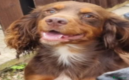 Cocker Spaniel dogs for sale: Beautiful Cocker Spaniel Puppies  - Image 2