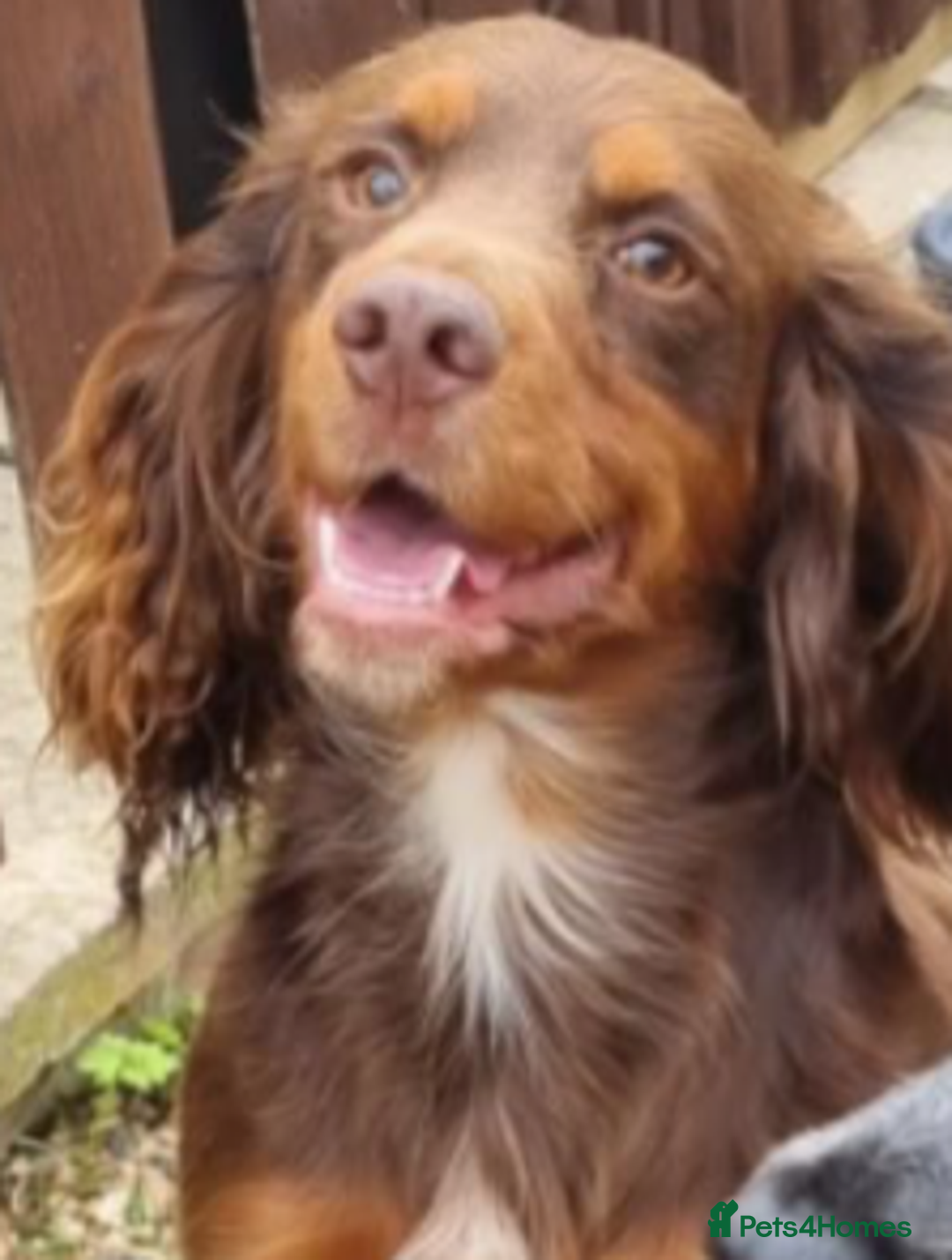 Cocker Spaniel dogs for sale: Beautiful Cocker Spaniel Puppies  - Image 2