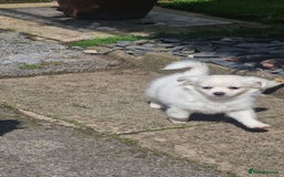 Chihuahua dogs for sale: Gorgeous Long coat MALE WHITE chihuahua.  - Image 13
